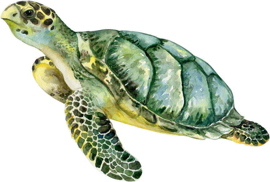 turtle watercolor illustration